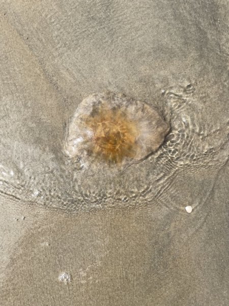 Skrea Strand 28