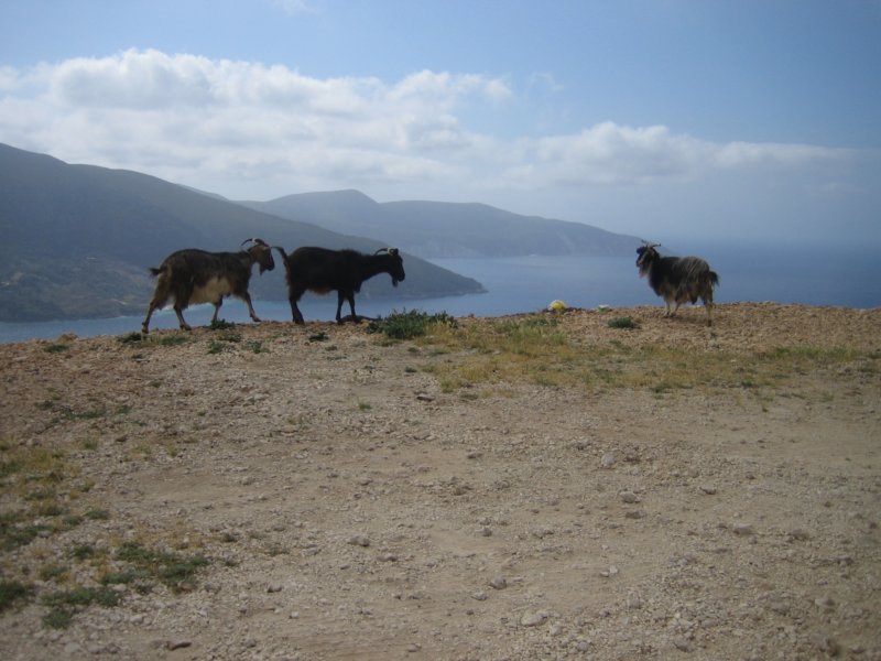 Kefalonia 100