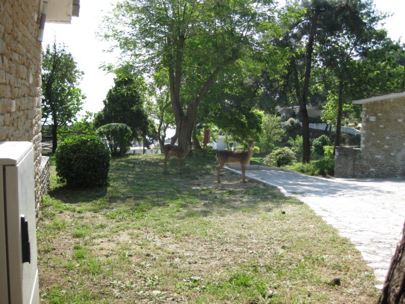 Thassos 33
