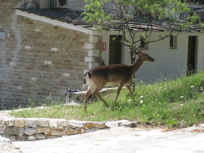 Thassos 34