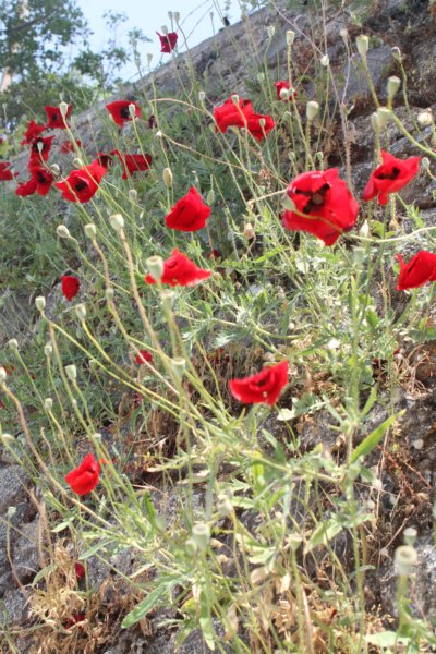 Lesvos 85