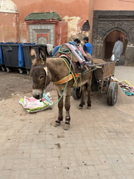 Marrakech 202