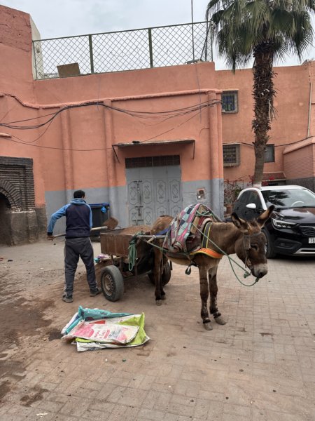 Marrakech 203