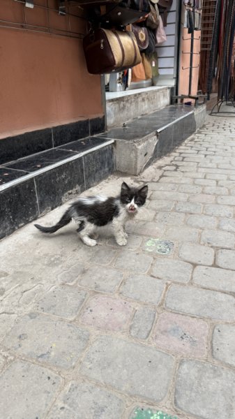 Marrakech 215