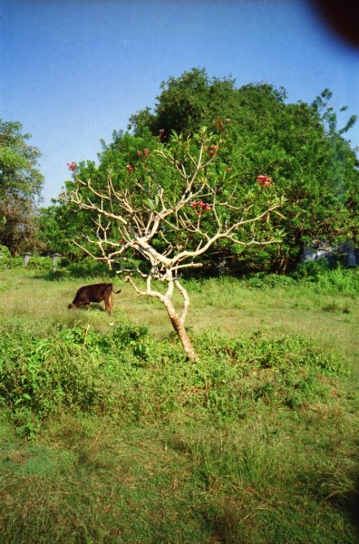 Sri Lanka·Indien 19