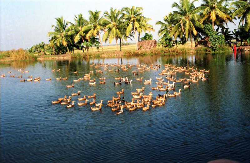Sri Lanka·Indien 25